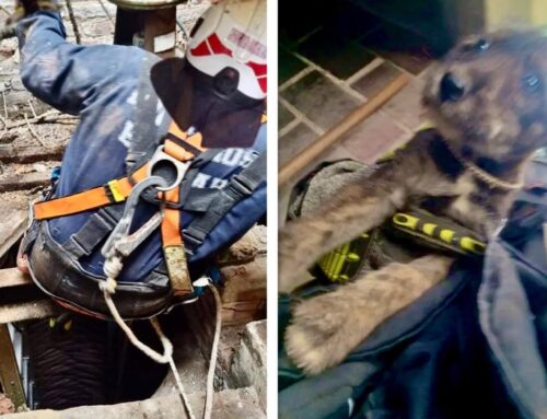 Bomberos salvan a un perrito en apuros