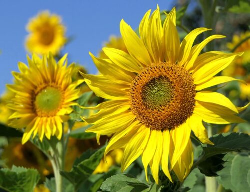 El girasol fue designado como flor símbolo de la Fiesta Nacional de la Flor