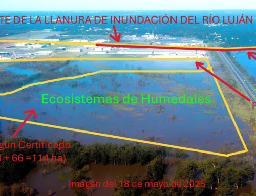 Consulta pública por obras en humedales del Río Luján: ONG convocan a una participación masiva