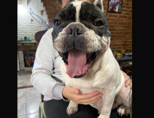 Bulldogs robados en El Cazador: hallan a uno, el otro sigue desaparecido