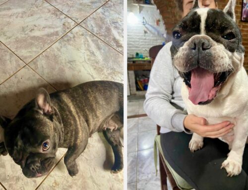 El Cazador: roban dos perros y piden ayuda para hallarlos