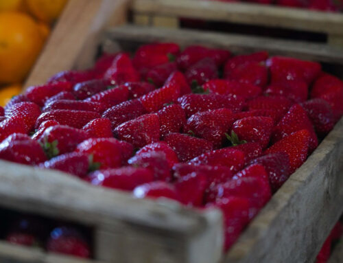 Actividades culturales y recreativas del fin de semana