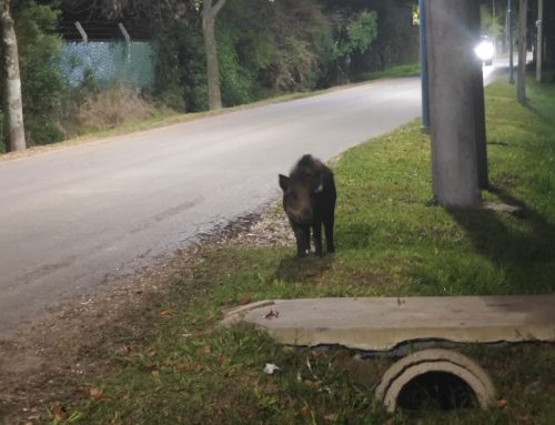 Otro inesperado visitante: tras el puma, apareció un jabalí