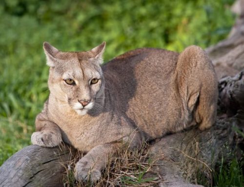 Sorpresa en El Cazador: apareció un puma durante la madrugada