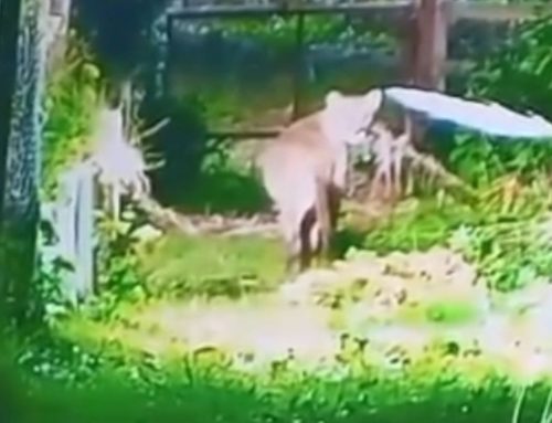Breves locales: Sin rastros del puma; Accidente de tránsito; Peleas y falta de calefacción en escuelas; Reconocimiento para concejal
